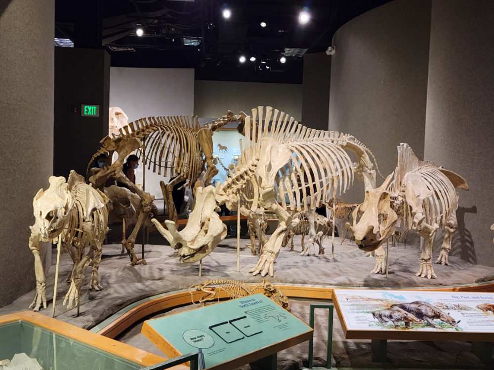  Denver Museum of Nature & Science