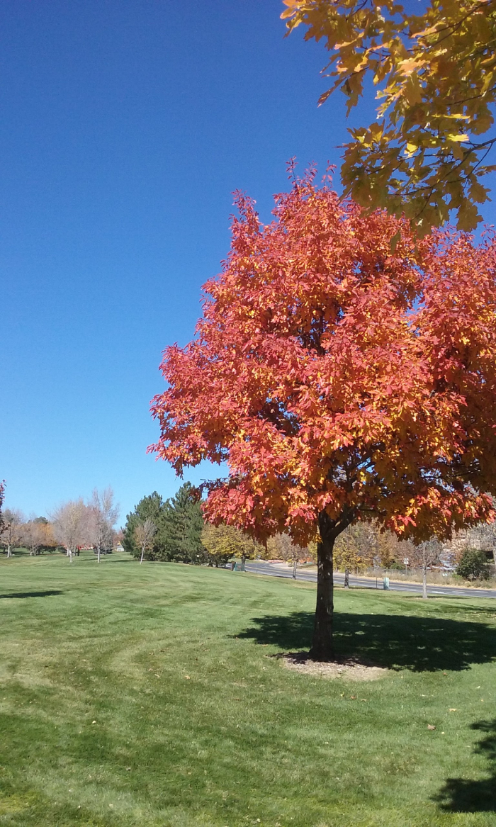 Wood Run Park